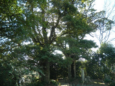 埼玉で古民家再生 木の家をつくる和田勝利のブログ タブの木